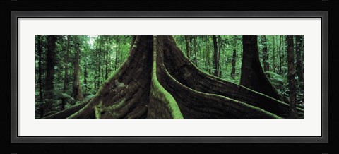 Framed Roots of a giant tree, Daintree National Park, Queensland, Australia Print