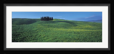 Framed Cypress Trees In A Field, Tuscany, Italy Print