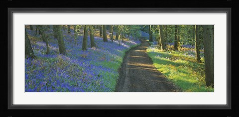 Framed Bluebell flowers along a dirt road in a forest, Gloucestershire, England Print