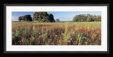 Framed Wild flowers in a field, Andalucia, Spain Print