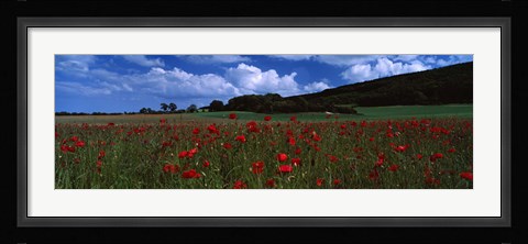 Framed Flowers On A Field, Staxton, North Yorkshire, England, United Kingdom Print