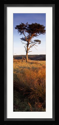 Framed Tree On A Landscape, Golden Hour, Helwath Plantation, Scarborough, North Yorkshire, England, United Kingdom Print