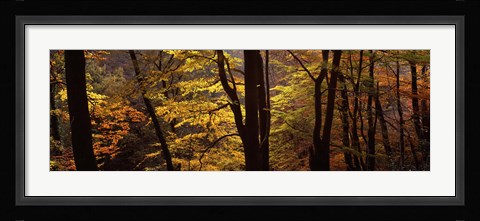 Framed Mid Section View Of Trees, Littlebeck, North Yorkshire, England, United Kingdom Print