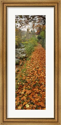 Framed Leaves On The Grass In Autumn, Sneaton, North Yorkshire, England, United Kingdom Print