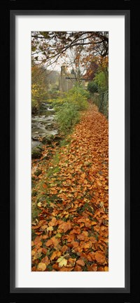 Framed Leaves On The Grass In Autumn, Sneaton, North Yorkshire, England, United Kingdom Print