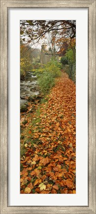 Framed Leaves On The Grass In Autumn, Sneaton, North Yorkshire, England, United Kingdom Print
