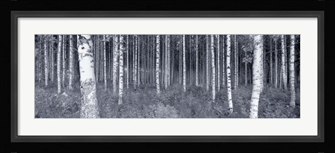 Framed Birch Trees In A Forest, Finland Print