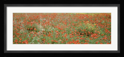 Framed Poppies growing in a field, Sicily, Italy Print
