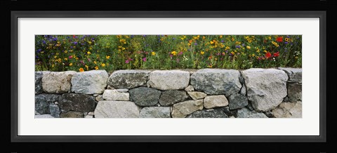 Framed Wildflowers growing near a stone wall, Fidalgo Island, Skagit County, Washington State, USA Print