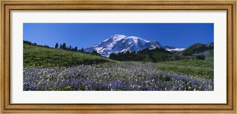 Framed Wildflowers On A Landscape, Mt Rainier National Park, Washington State, USA Print