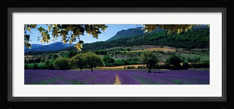 Framed Mountain behind a lavender field, Provence, France Print
