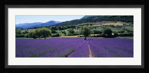 Framed Lavender Field, Provence, France Print