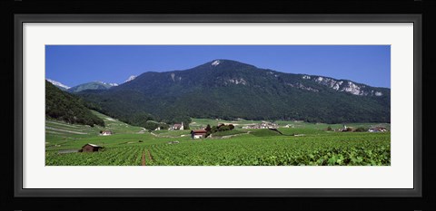Framed High Angle View Of A Vineyard, Valais, Switzerland Print