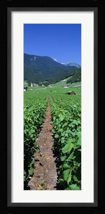 Framed Path In A Vineyard, Valais, Switzerland Print