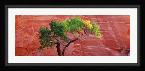 Framed Low Angle View Of A Cottonwood Tree In Front Of A Sandstone Wall, Escalante National Monument, Utah, USA Print