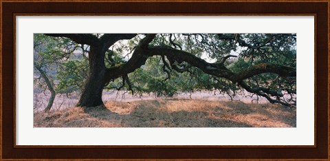 Framed Oak tree on a field, Sonoma County, California, USA Print
