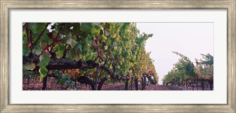 Framed Crops in a vineyard, Sonoma County, California, USA Print