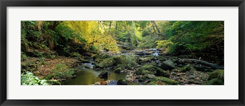 Framed Stream Flowing Through Forest, Eller Beck, England, United Kingdom Print
