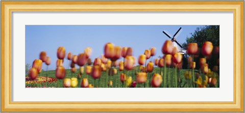 Framed Tulip Flowers With A Windmill In The Background, Holland, Michigan, USA Print