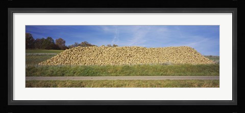 Framed Heap Of Sugar Beets In A Field, Stuttgart, Baden-Wurttemberg, Germany Print