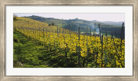 Framed Panoramic view of vineyards, Peidmont, Italy Print