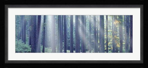 Framed Sunlight passing through trees in the forest, South Bohemia, Czech Republic Print