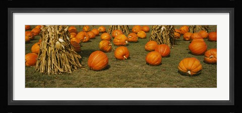 Framed Corn plants with pumpkins in a field, South Dakota, USA Print