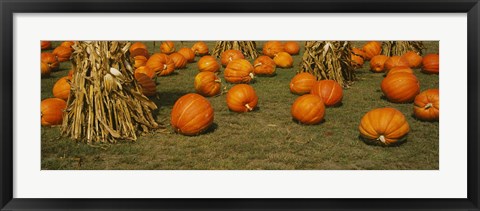 Framed Corn plants with pumpkins in a field, South Dakota, USA Print