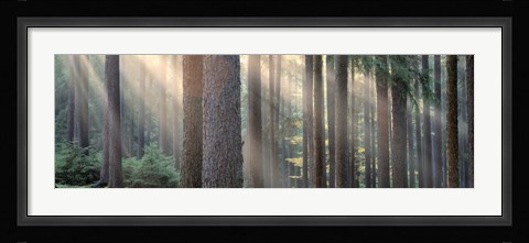 Framed Sunlight shining through trees in a forest, South Bohemia, Czech Republic Print
