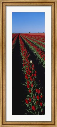 Framed Field of red tulip flowers Print
