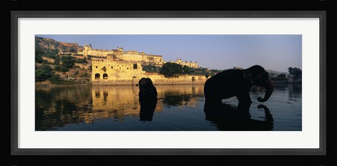 Framed Silhouette of two elephants in a river, Amber Fort, Jaipur, Rajasthan, India Print