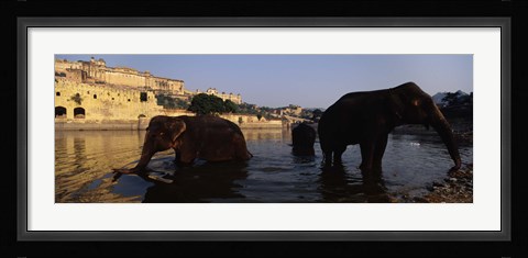 Framed Three elephants in the river, Amber Fort, Jaipur, Rajasthan, India Print