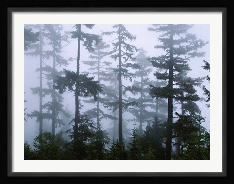 Framed Silhouette of trees with fog, Douglas Fir, Hemlock Tree, Olympic Mountains, Olympic National Park, Washington State, USA Print