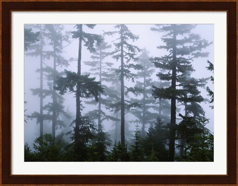 Framed Silhouette of trees with fog, Douglas Fir, Hemlock Tree, Olympic Mountains, Olympic National Park, Washington State, USA Print