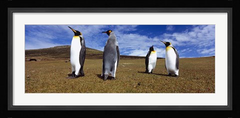 Framed Four King penguins standing on a landscape, Falkland Islands (Aptenodytes patagonicus) Print