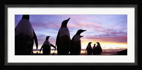Framed Silhouette of a group of Gentoo penguins, Falkland Islands (Pygoscelis papua) Print
