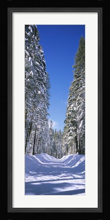 Framed Trees on both sides of a snow covered road, Crane Flat, Yosemite National Park, California (vertical) Print