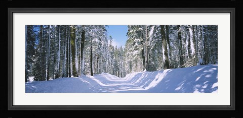 Framed Trees in a row on both sides of a snow covered road, Crane Flat, Yosemite National Park, California, USA Print