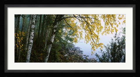 Framed Birch trees in a forest, Puumala, Finland Print