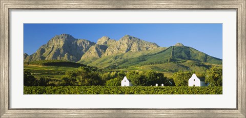 Framed Vineyard in front of mountains, Babylons Torren Wine Estates, Paarl, Western Cape, Cape Town, South Africa Print