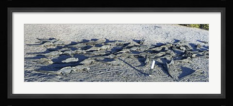 Framed Marine Iguanas on the beach, Galapagos Islands, Ecuador Print
