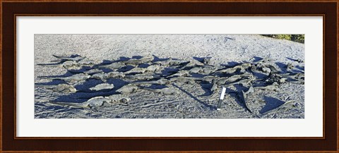 Framed Marine Iguanas on the beach, Galapagos Islands, Ecuador Print