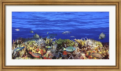 Framed Fish swimming near a Coral Reef Print