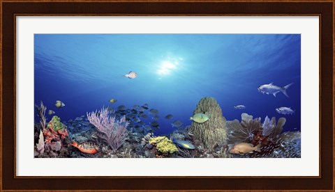 Framed School of fish swimming in the sea Print