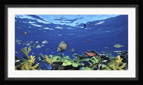 Framed School of fish swimming in the sea, Digital Composite Print