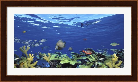 Framed School of fish swimming in the sea, Digital Composite Print