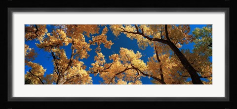 Framed Low angle view of cottonwood tree, Canyon De Chelly, Arizona, USA Print