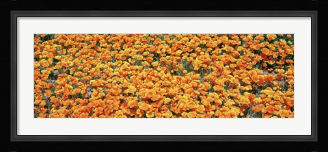 Framed High angle view of California Golden Poppies, Antelope Valley California Poppy Reserve, California, USA Print