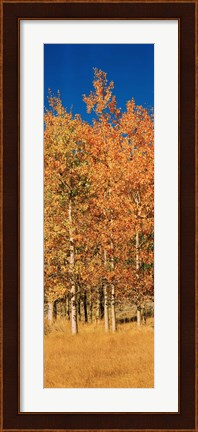 Framed Aspen Trees, Lee Vining, California Print