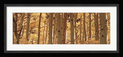 Framed Aspen trees in Autumn, Rock Creek Lake, California Print